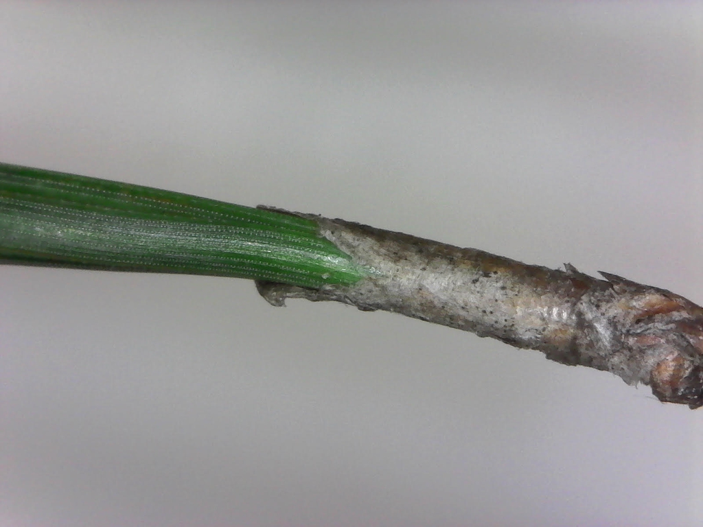 Fascicle sheath (Pinus taeda)