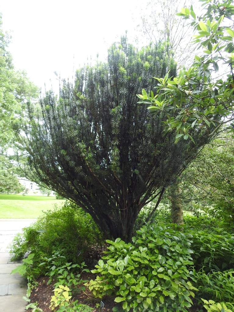 Cephalotaxus harringtonia 'Fastigiata' form