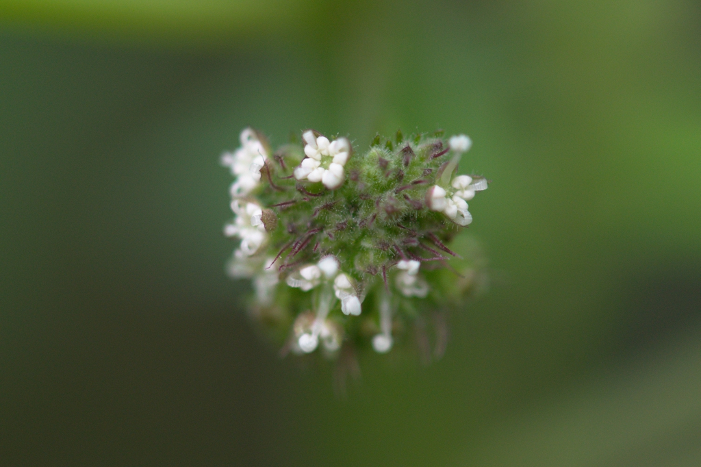 Fatoua villosa flowerhead