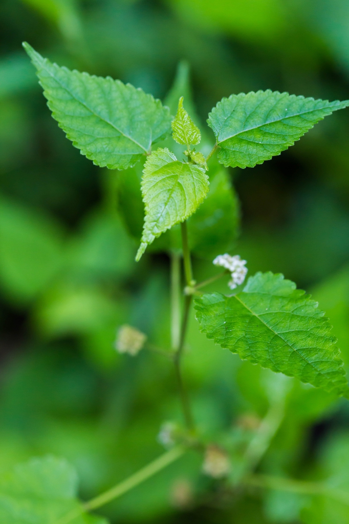 Fatoua villosa leaves and flowers