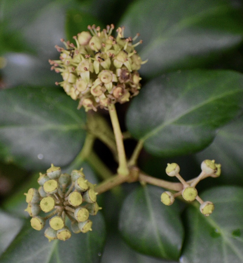 Fruit - Fall - Warren Co., NC