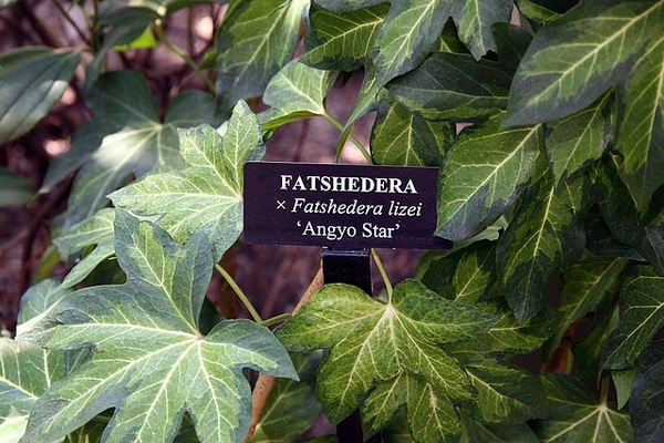 Leaves of 'Angyo Star'