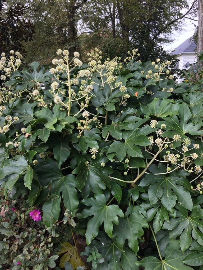 Large shrub with coarse, palmately lobed leaves