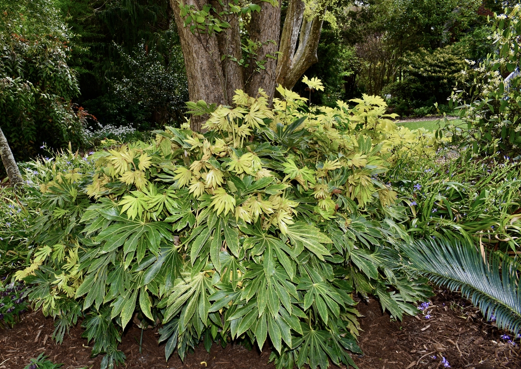 Large shrub with yellow-green new leaves.