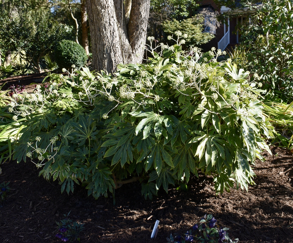 large shrub with variegated leaves & umbels of white flowers.
