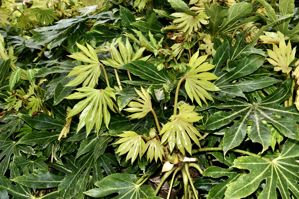 Large shrub with yellow-green new leaves.