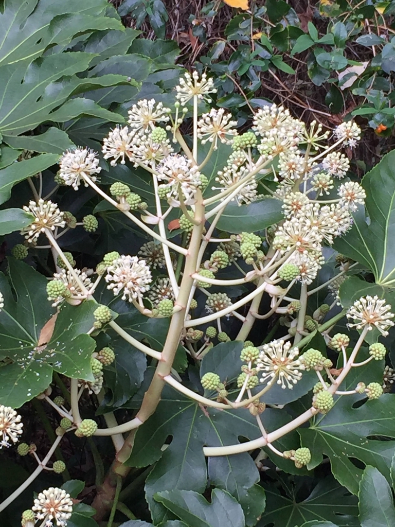 Compound umbel flower stalk. Flowers white.