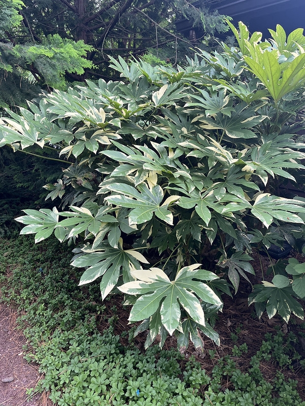 Large shrub with green and white variegated new leaves.