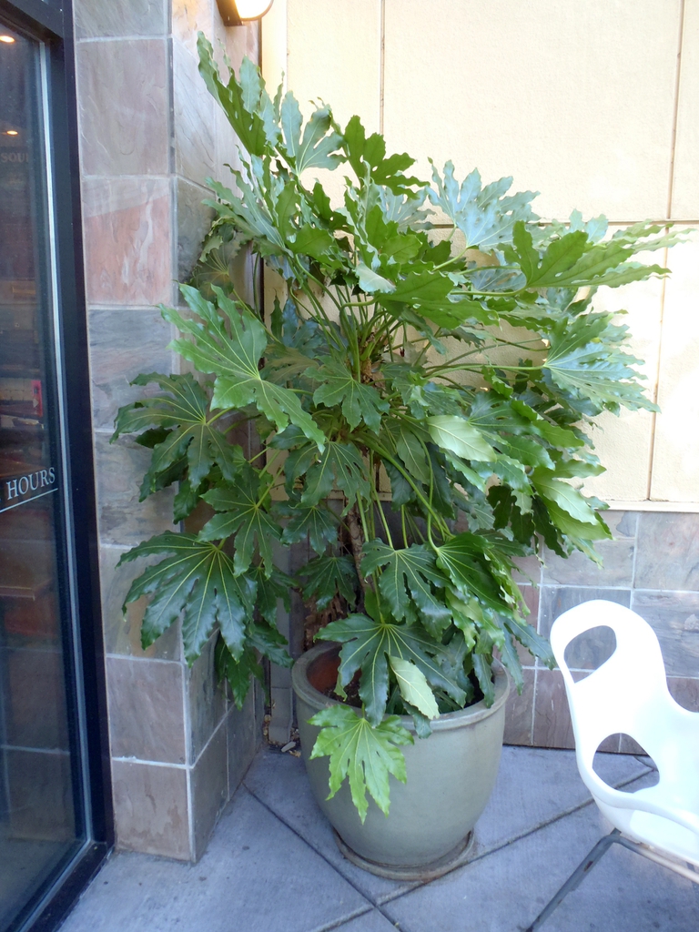 A large potted specimen in a sheltered entryway.