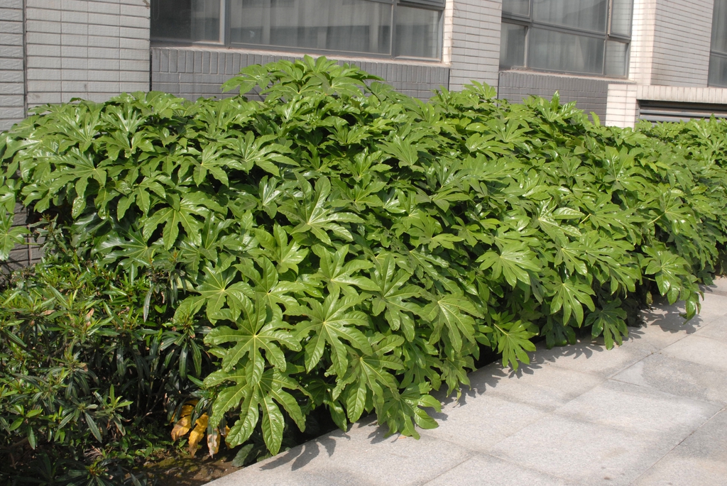 A low hedge with large, palmately divided leaves.