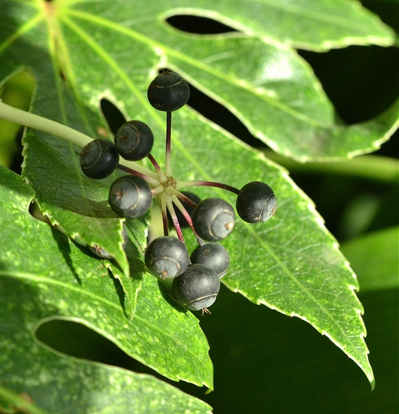 Black berries in an umbel, posed against the lobed leaf.