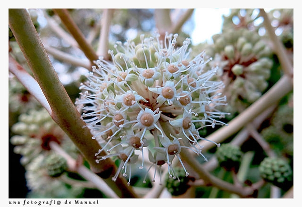 Close-up of white flowers in an umbel