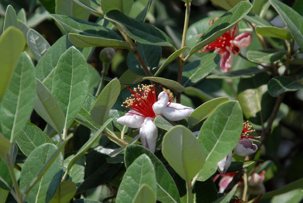 Flowers and Leaves