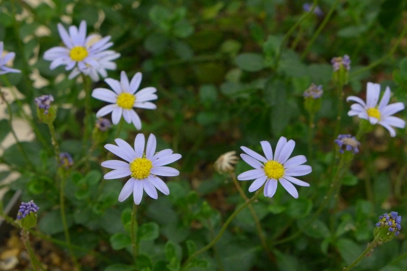 Pale blue daisy "flowers"