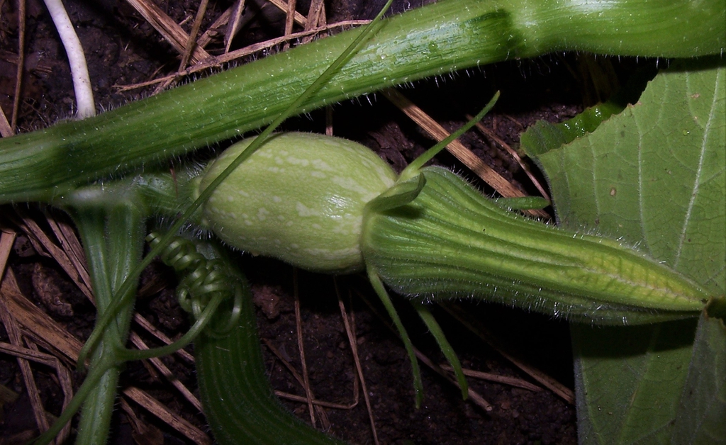 Cucurbita moschata