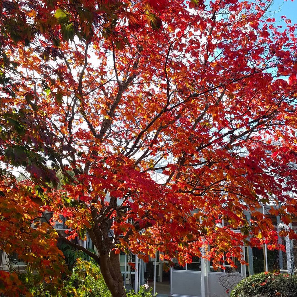 Fernleaf Full Moon Maple Acer japonicum 'Aconitifolium'