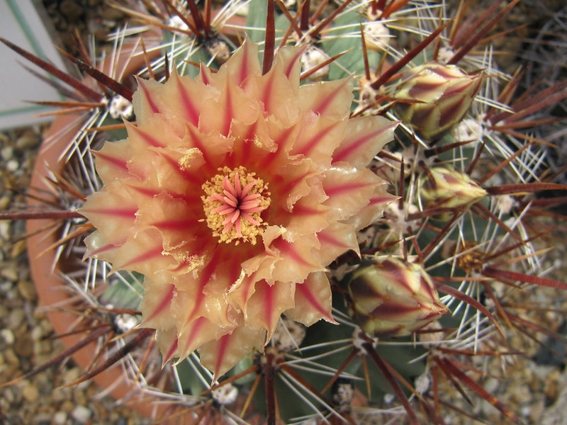 A potted cactus with a single large orange flower.
