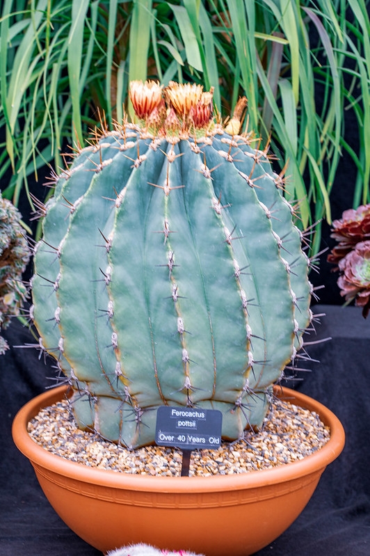 A potted barrel-shaped, glaucus cactus with yellow flowers.