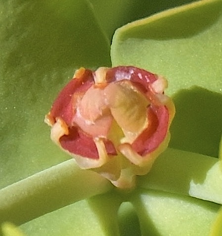Orange structure is fertilized developing seed pod