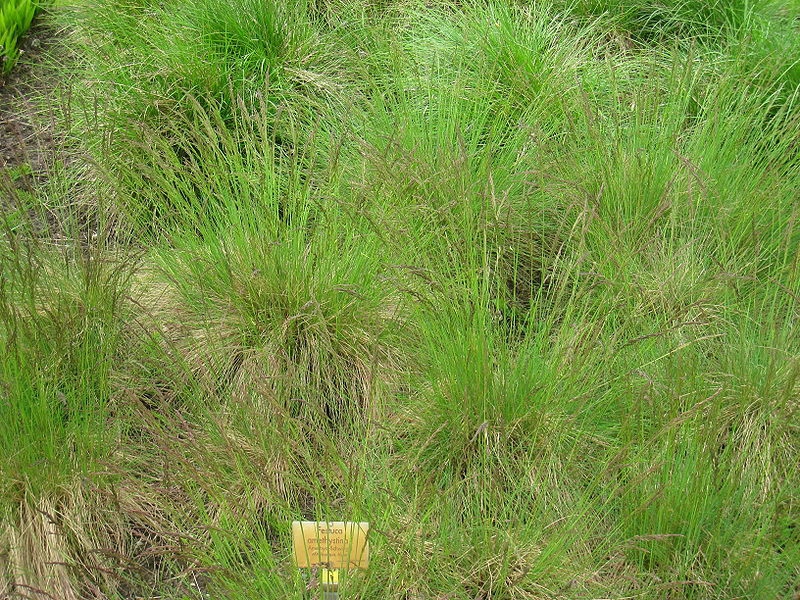 Festuca amethystina