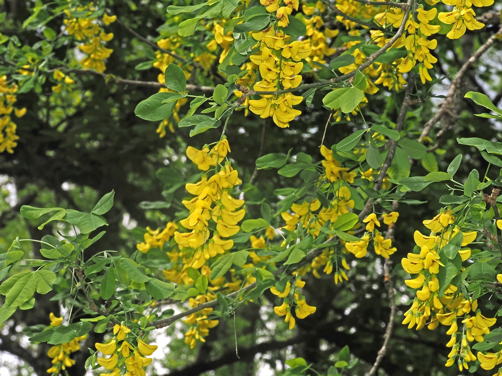 Flowers in May in Abruzzo in Italy