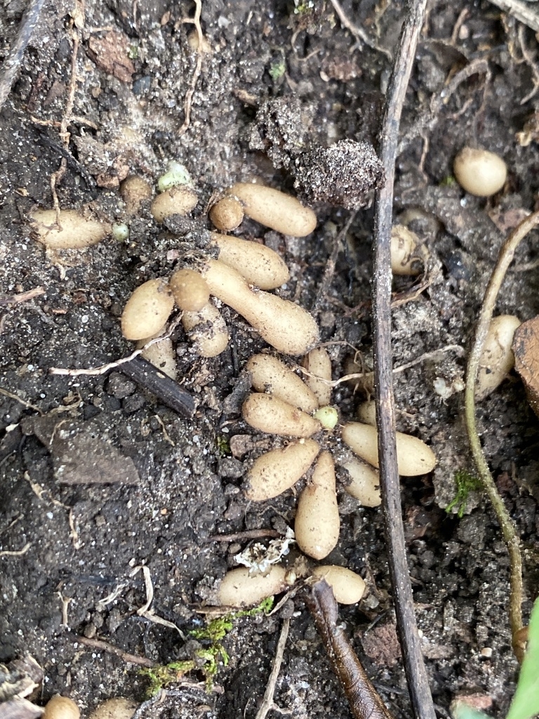 Excavated roots bearing clusters of finger-like tubers.