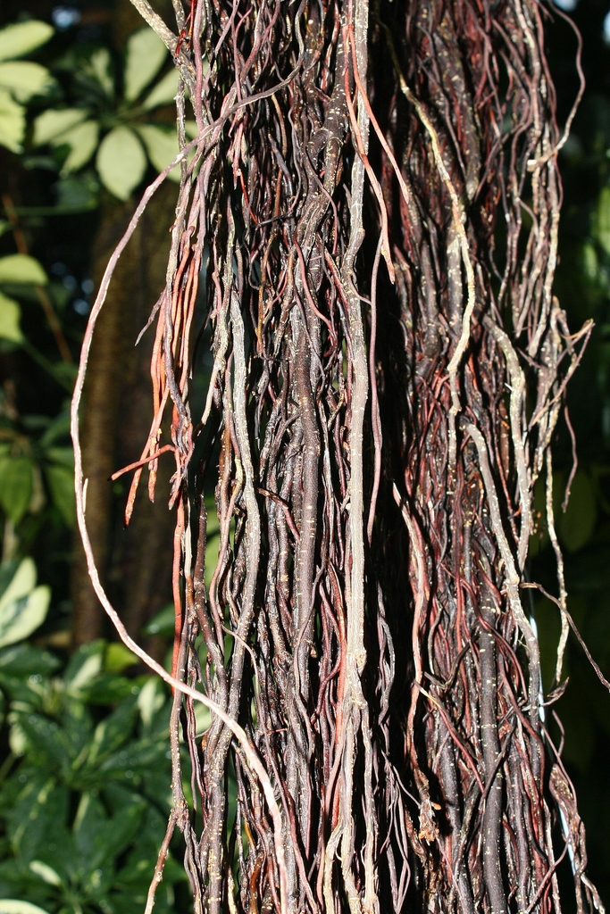 Long aerial roots of a fig species