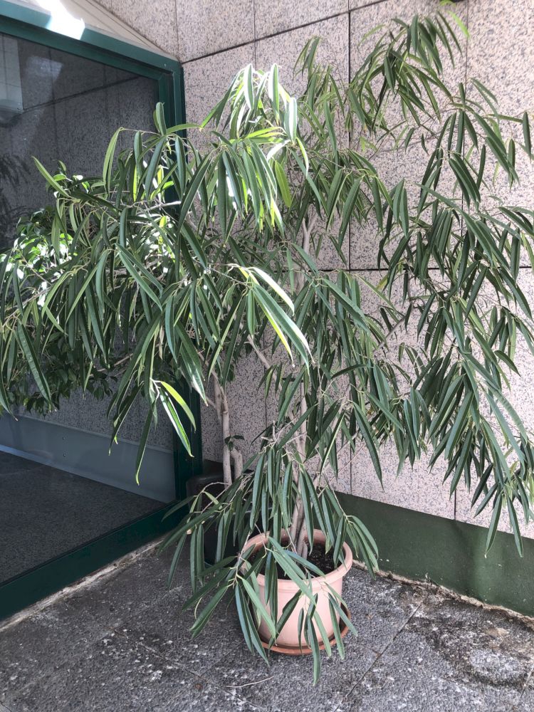 Form of F. Alii