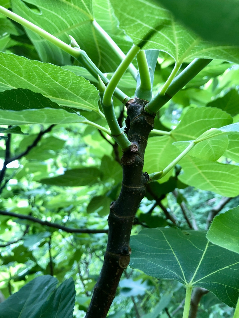 Stem
