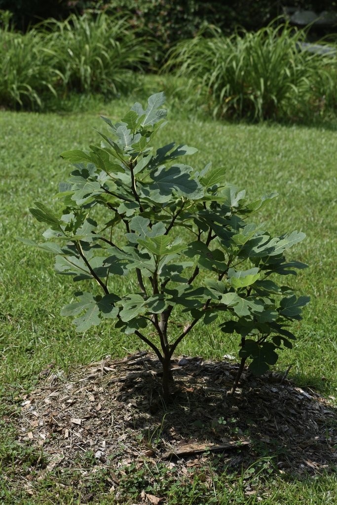 Young Tree - Halifax Co., NC