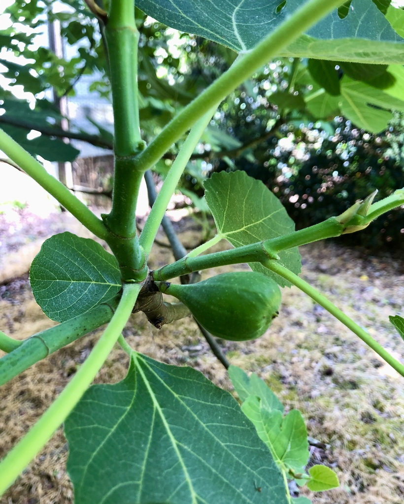 Stem