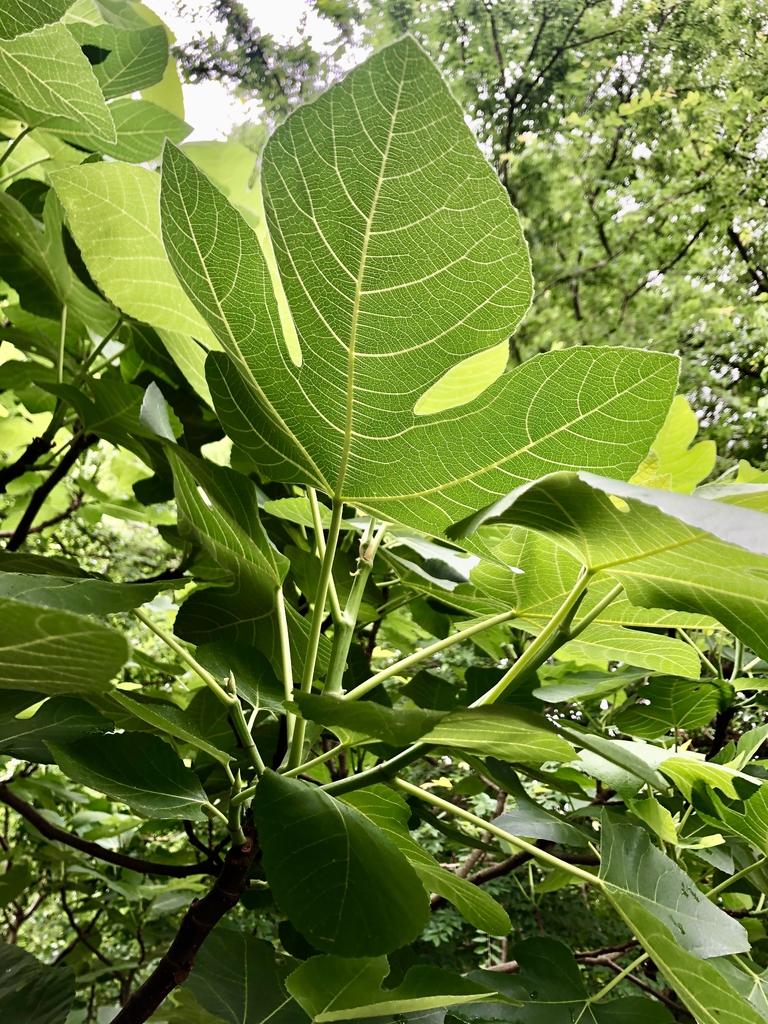 Leaves