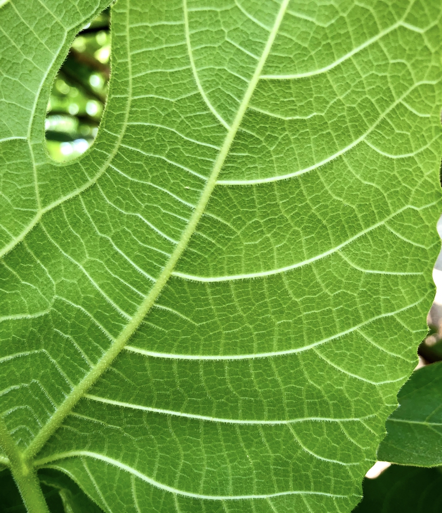 Underside of Leaf