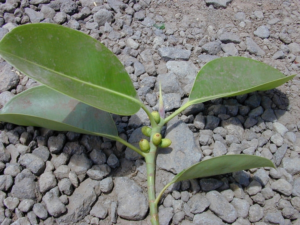 Ficus elastica
