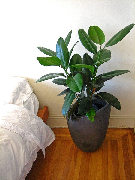 Ficus elastica