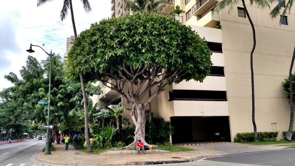 Ficus elastica