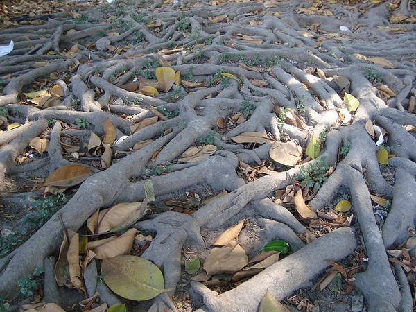 Ficus elastica