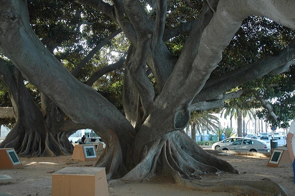 Ficus elastica