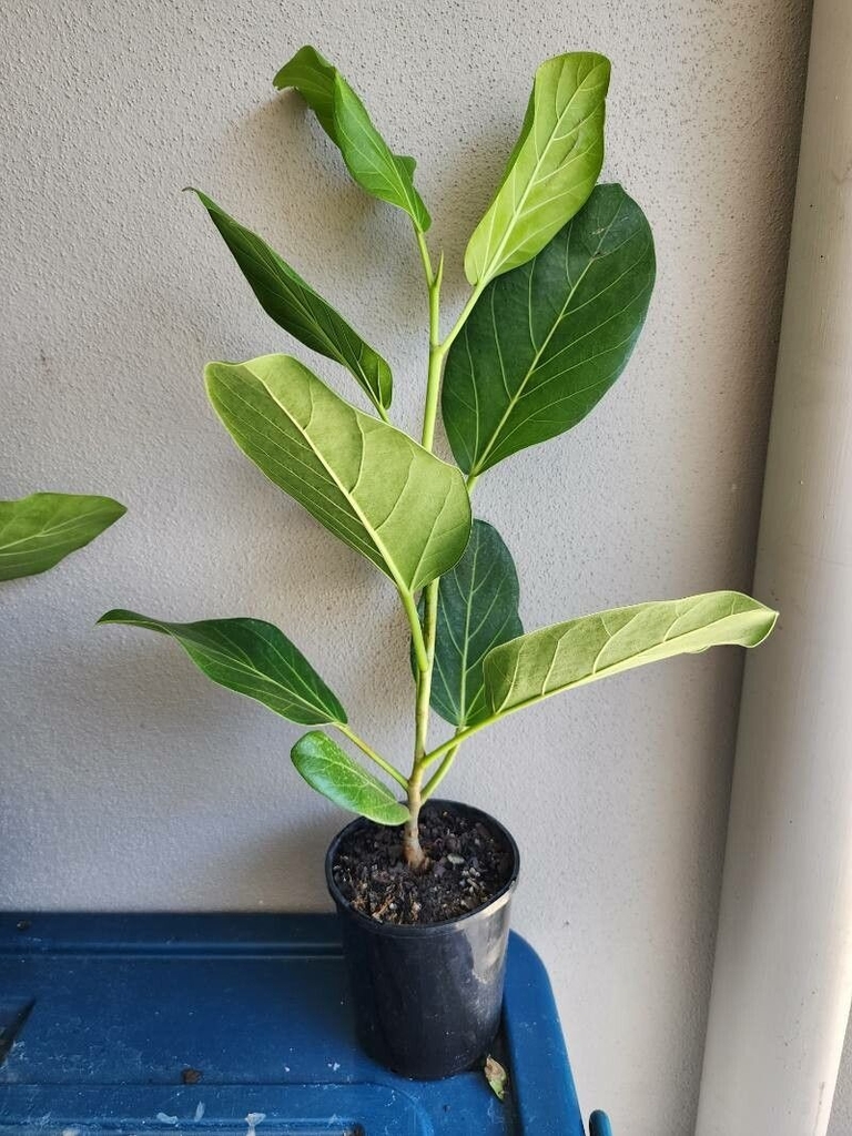 Form in a pot
