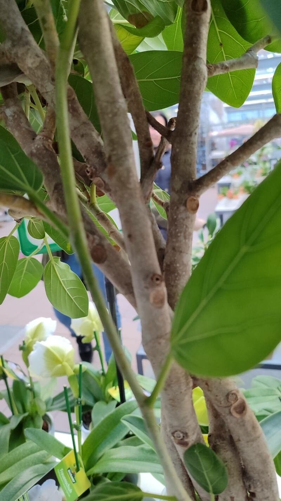 Light brown stems