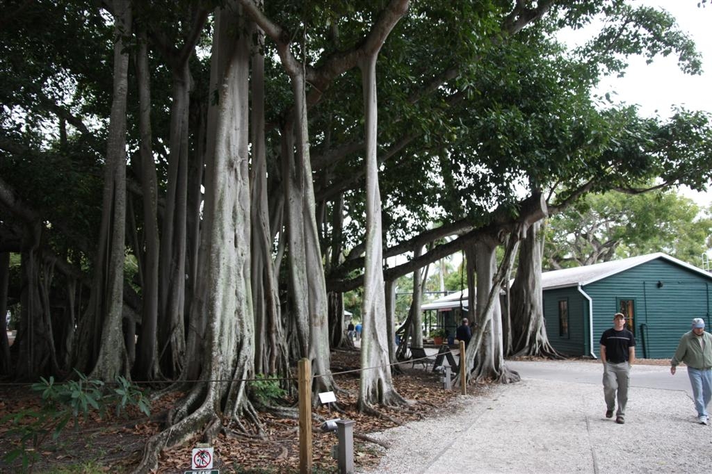 Tree with long thick aerial roots hanging down