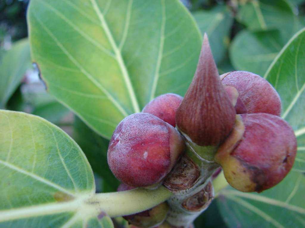 Oblong purple fruits