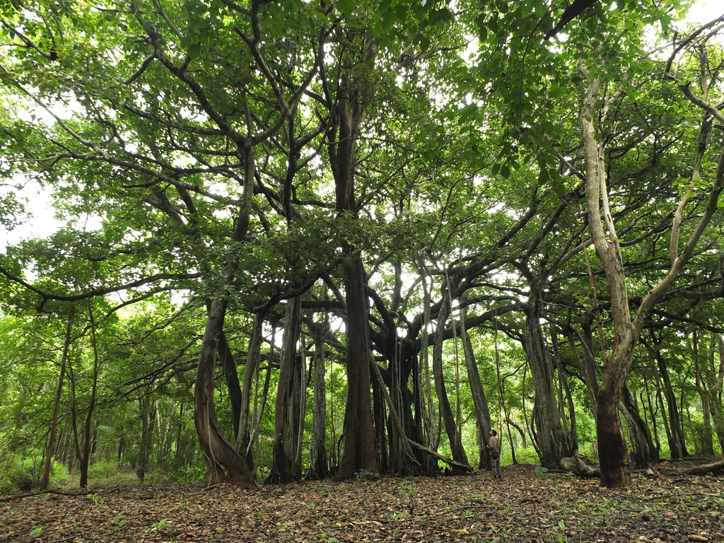 large tree in native setting