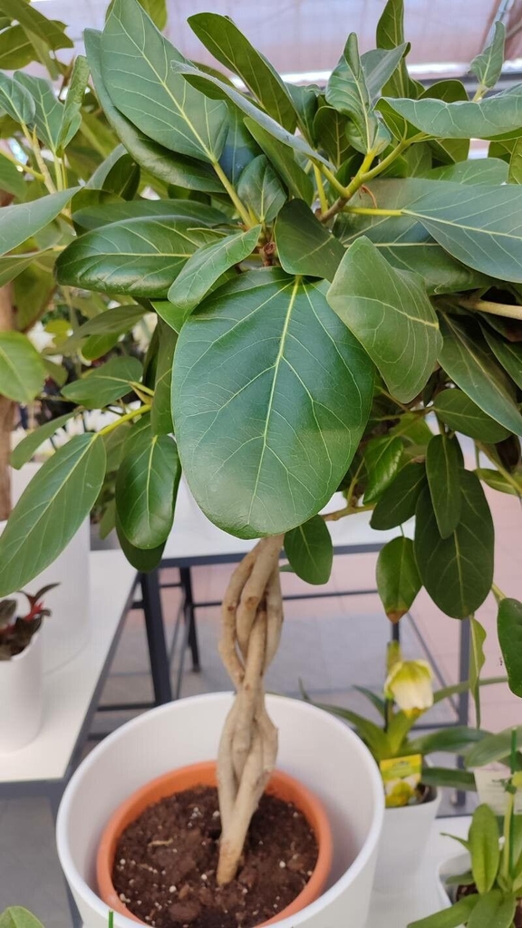 Form in a pot