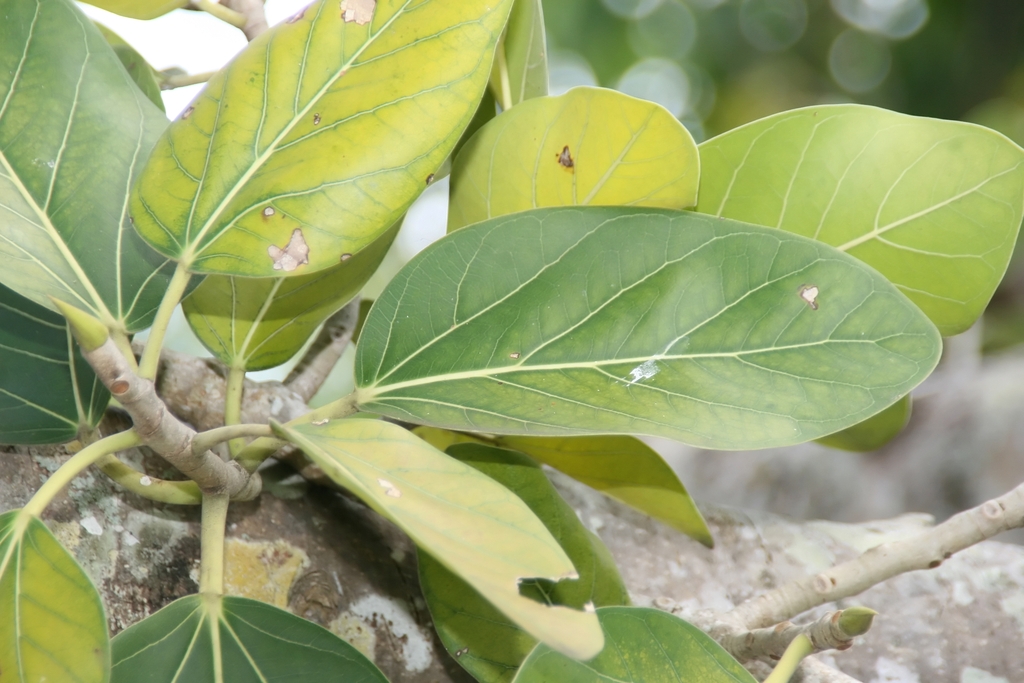 Closeup of large green leaves
