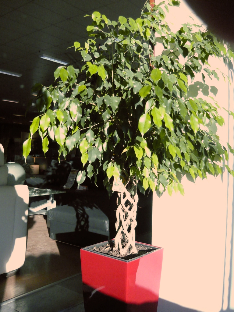Potted Plant