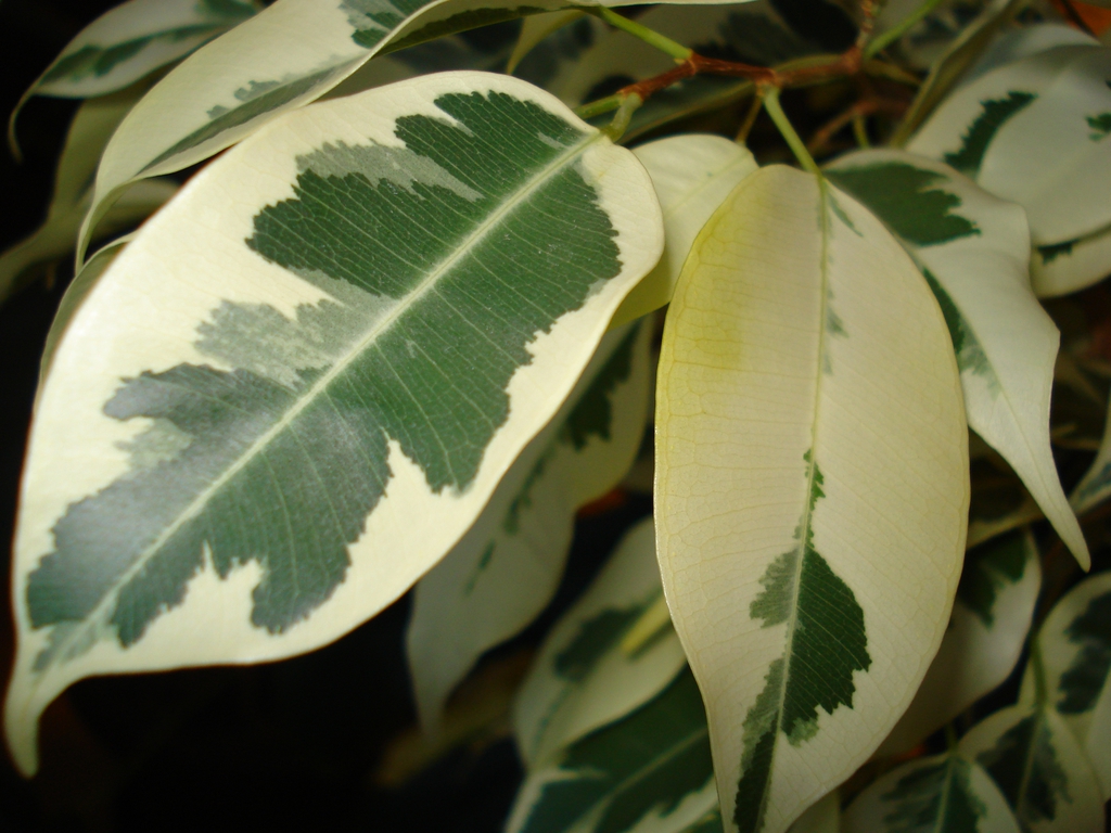 Varigated Leaves