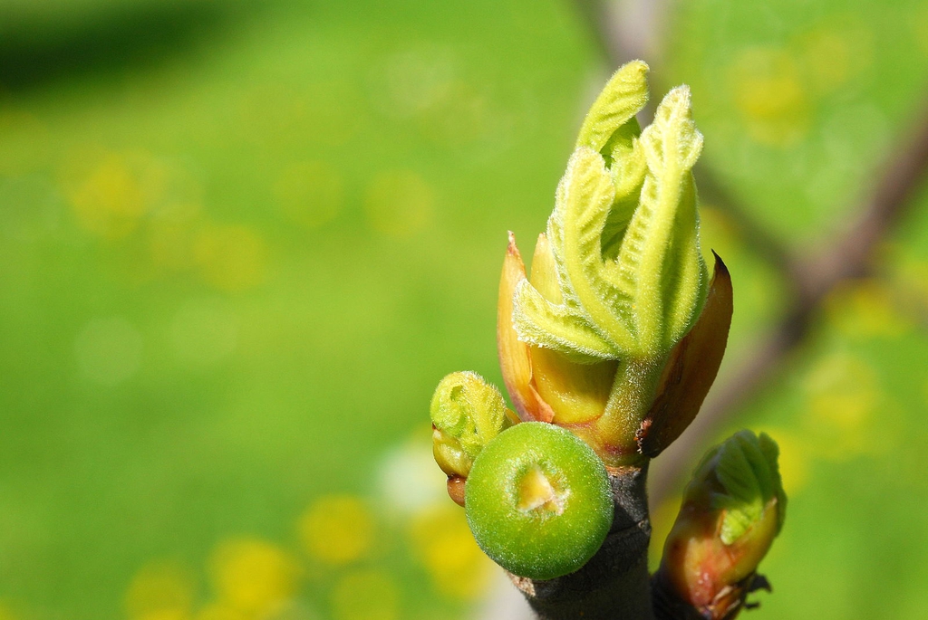Bud