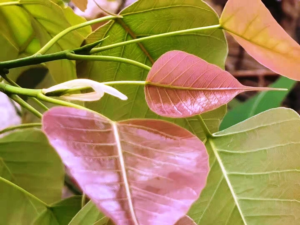 Leaves of the common fig