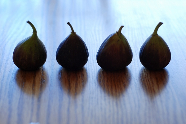 Ficus carica 'Brown Turkey'